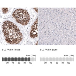 SLC7A5/LAT1 Antibody, Novus Biologicals:Antibodies:Primary Antibodies